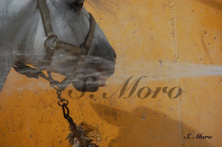 13308607_1727800184126385_3582352011191231360_o