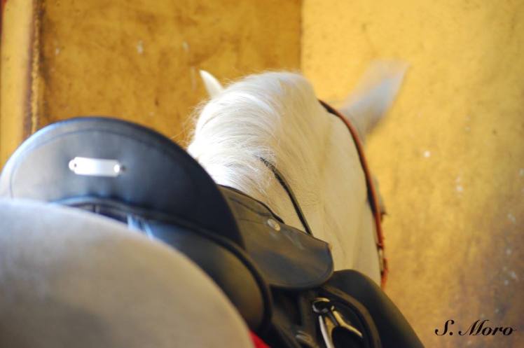 13308701_1726929780880092_3624987732212193252_o