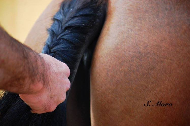 13316886_1728537494052654_6890031018060459290_o