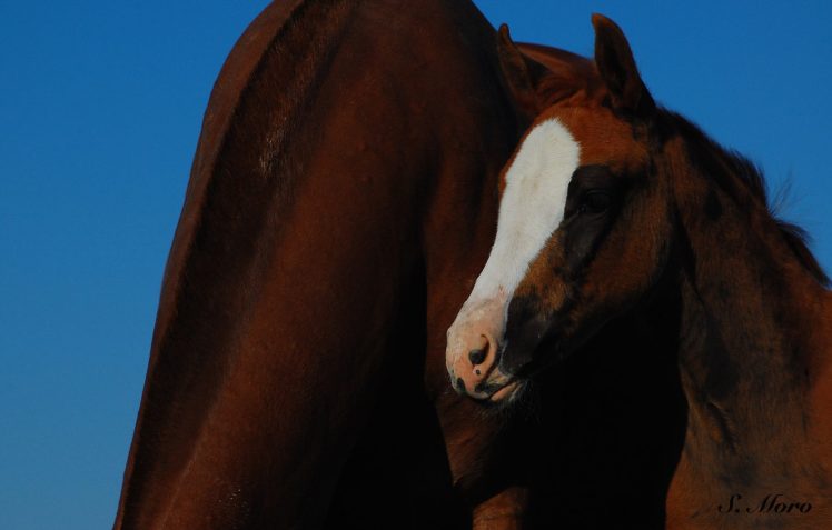 13346310_1729409117298825_684606881016923610_o