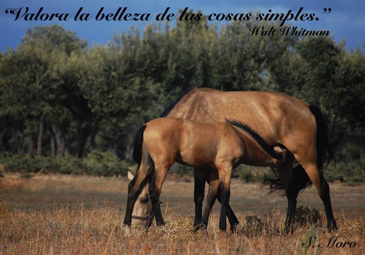 13443234_1732520456987691_7488655919614879228_o