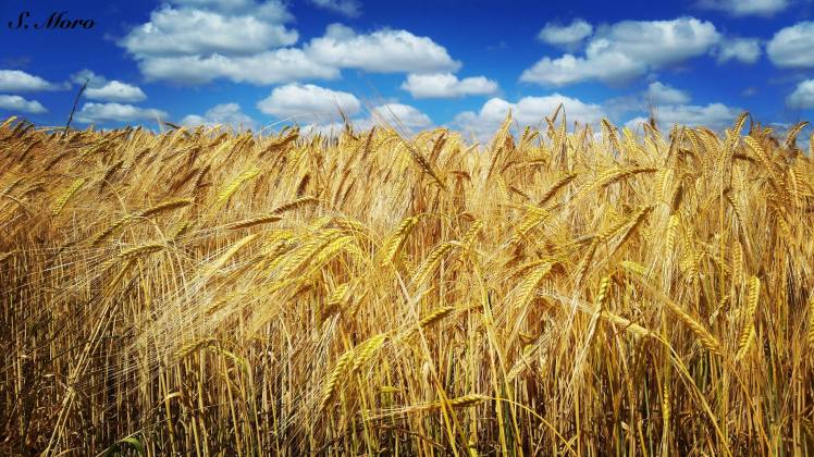 13458572_1735762349996835_305779650535140236_o