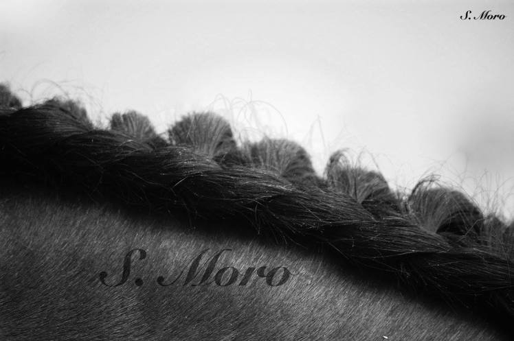 13522878_1739731336266603_2768784105369158555_o