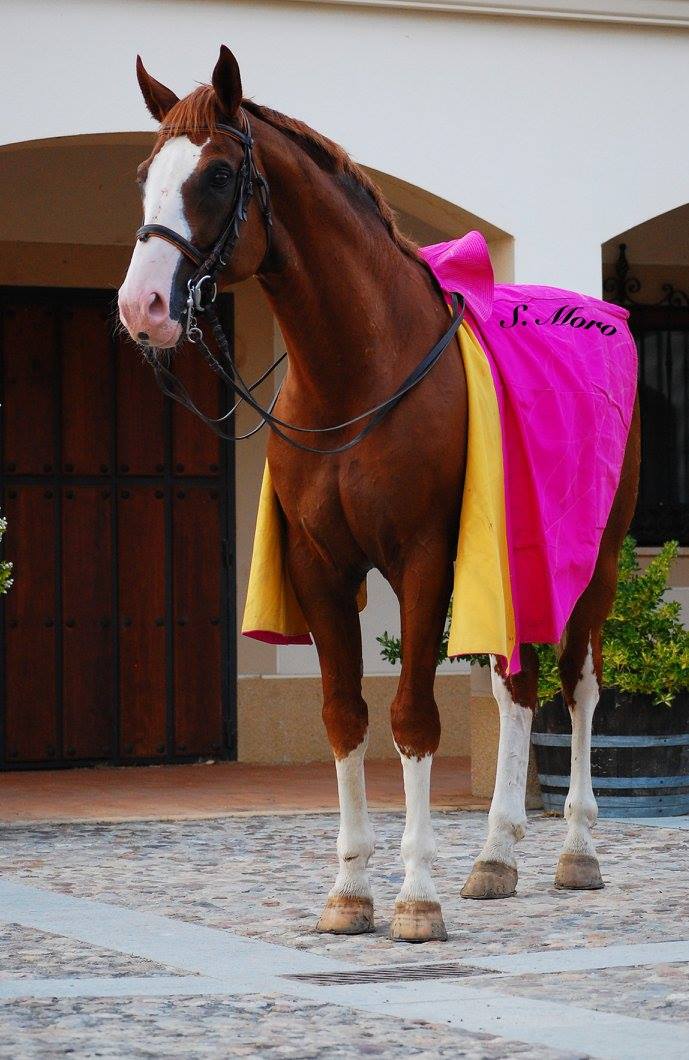 13708329_1744587565780980_3661118753071193338_o