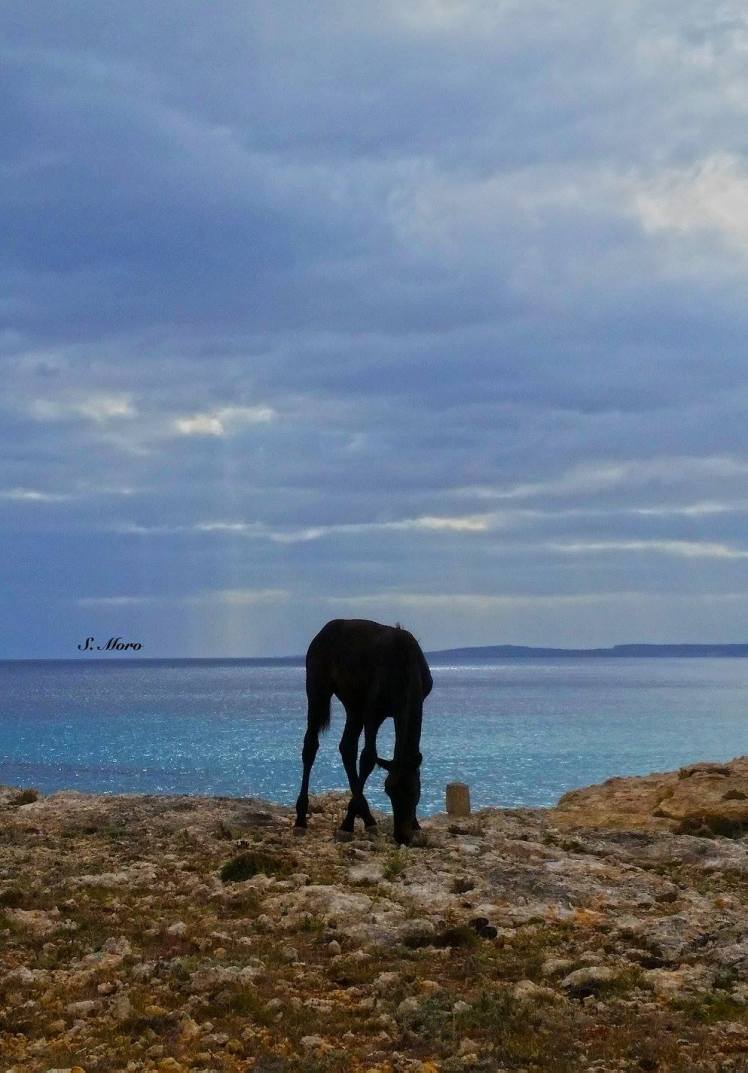 13719740_1745237469049323_78987763989813810_o