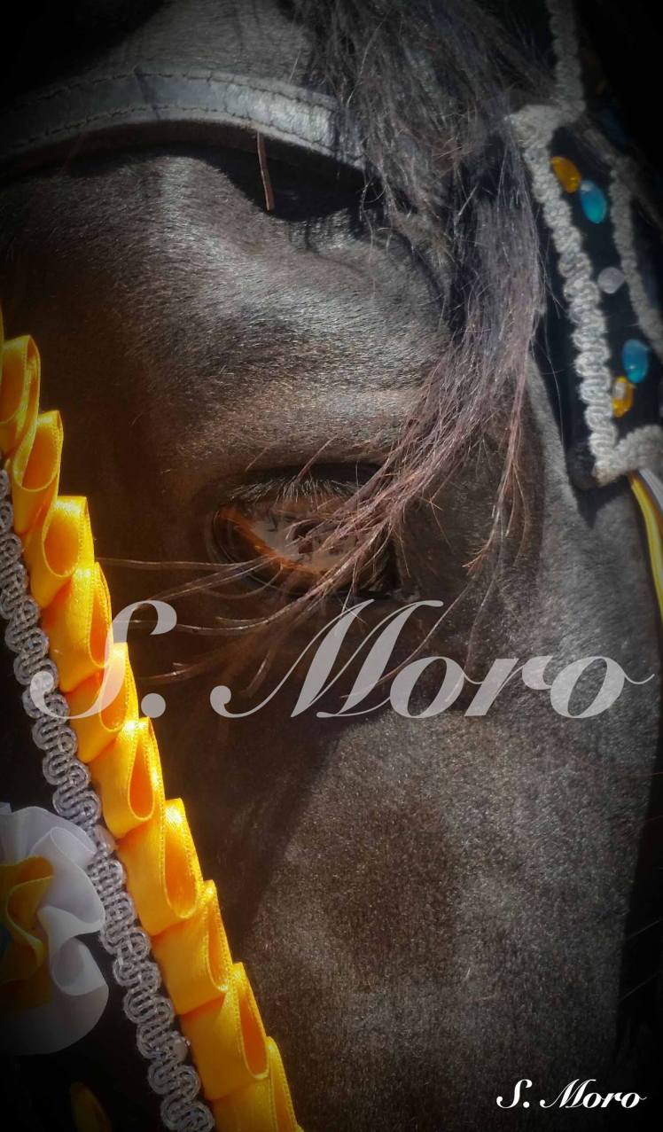 14124345_1760989210807482_331890846152144260_o